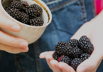 Cupped palm full of blackberries  a good source of nutrition and fuel for military performance and overall health 
