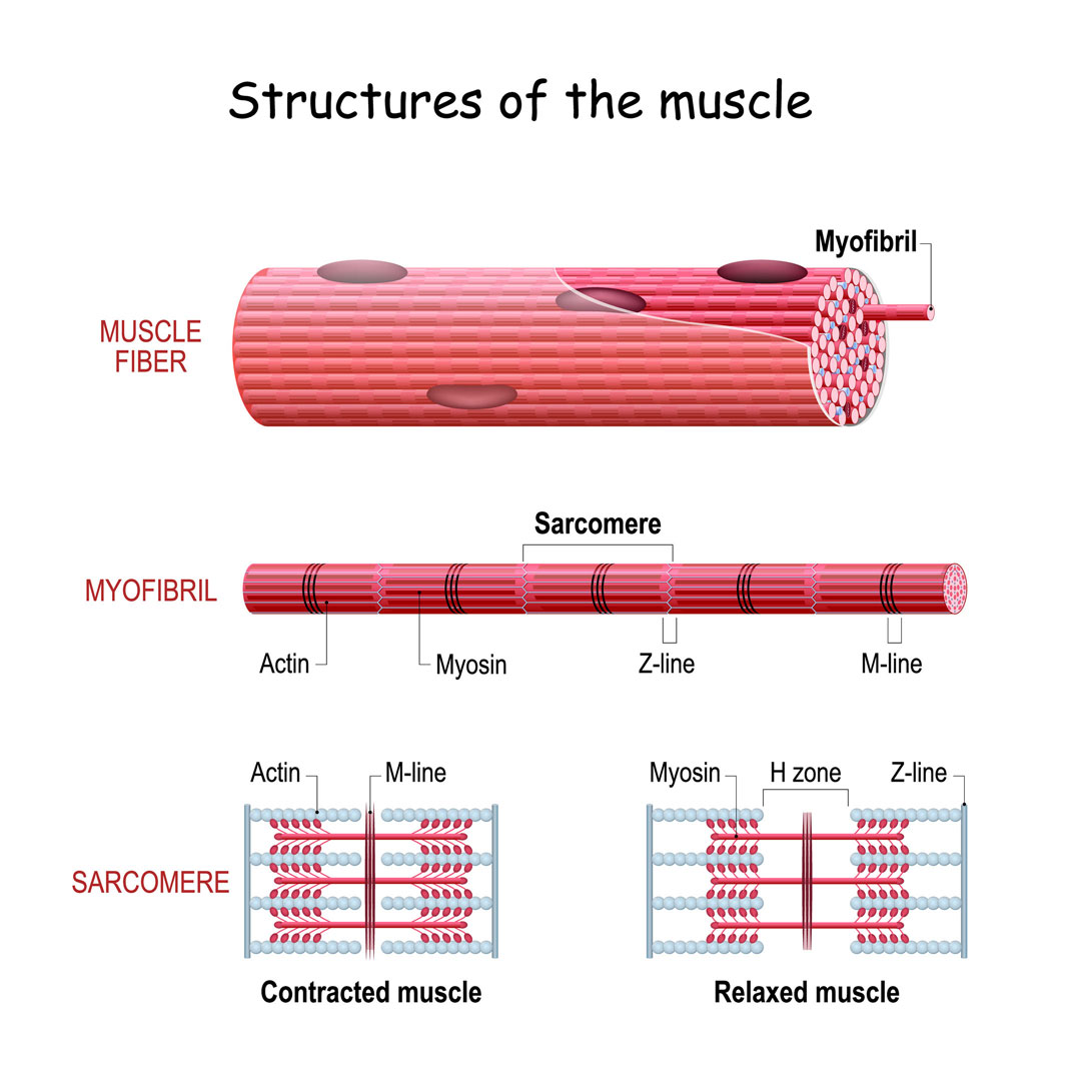 Structures of the muscle: Muscle fiber made up of myofibril. Myofibril made up of sarcomeres, actin, myosin, z-lines, and m-lines.