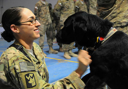 Soldier petting service dog who is training to aid in service members mental health   DoD photo by Maj  Charles Patterson  Ta