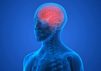 Image of a body with skeleton visible and brain visible and shaded red showing potential TBI