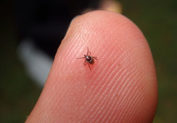 Tick on a person highlight HPRC guidelines on wellness and Lyme disease prevention  