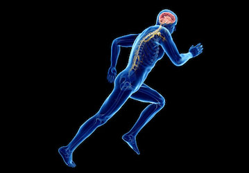 Nervous system of running Service Member - an important part of military wellness and performance optimization.