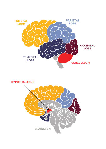 The different regions of your brain include the frontal lobe, temporal lobe, parietal lobe, occipital lobe, cerebellum, hypothalamus, and brainstem.