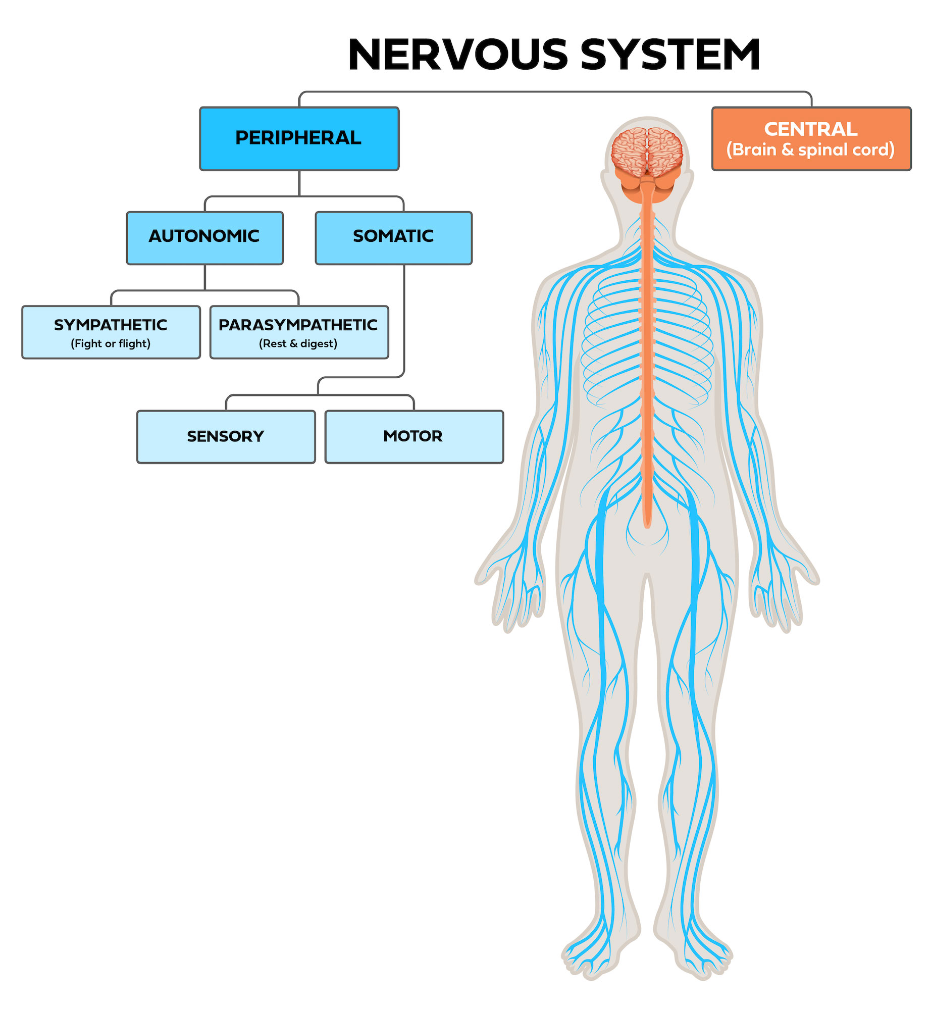 Nervous system •Central (brain & spinal cord) •Peripheral oSomatic Sensory Motor oAutonomic Sympathetic (fight or flight) Parasympathetic (rest & digest)