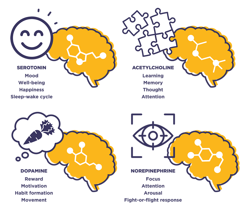 Seratonin: Mood, Well-being, Happiness, Sleep-wake cycle. Acetylcholine: Learning, Memory, Thought, Attention. Dopamine: Reward, Motivation, Habit formation, Movement. Norepinepherine: Focus, Attention, Arousal, Fight-or-flight response.