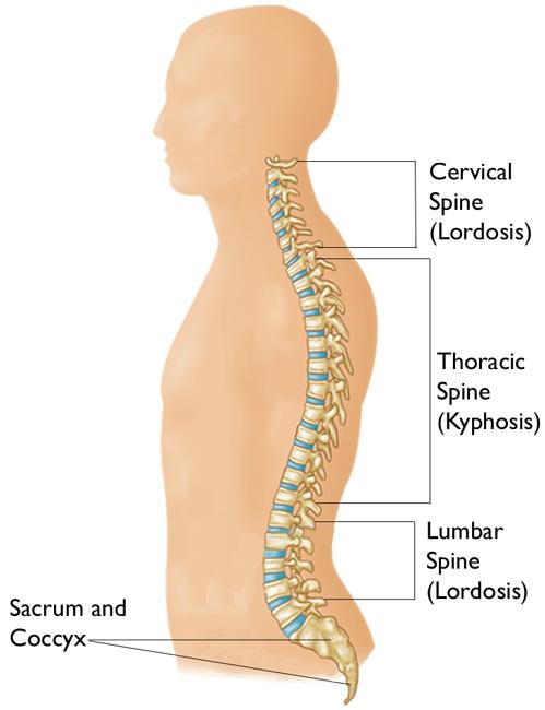 Spine labelled (from top to bottom): Cervical Spine (Lordosis), Thoracic Spine (Kyphosis), Lumbar Spine (Lordosis), Sacrum and Coccyx.