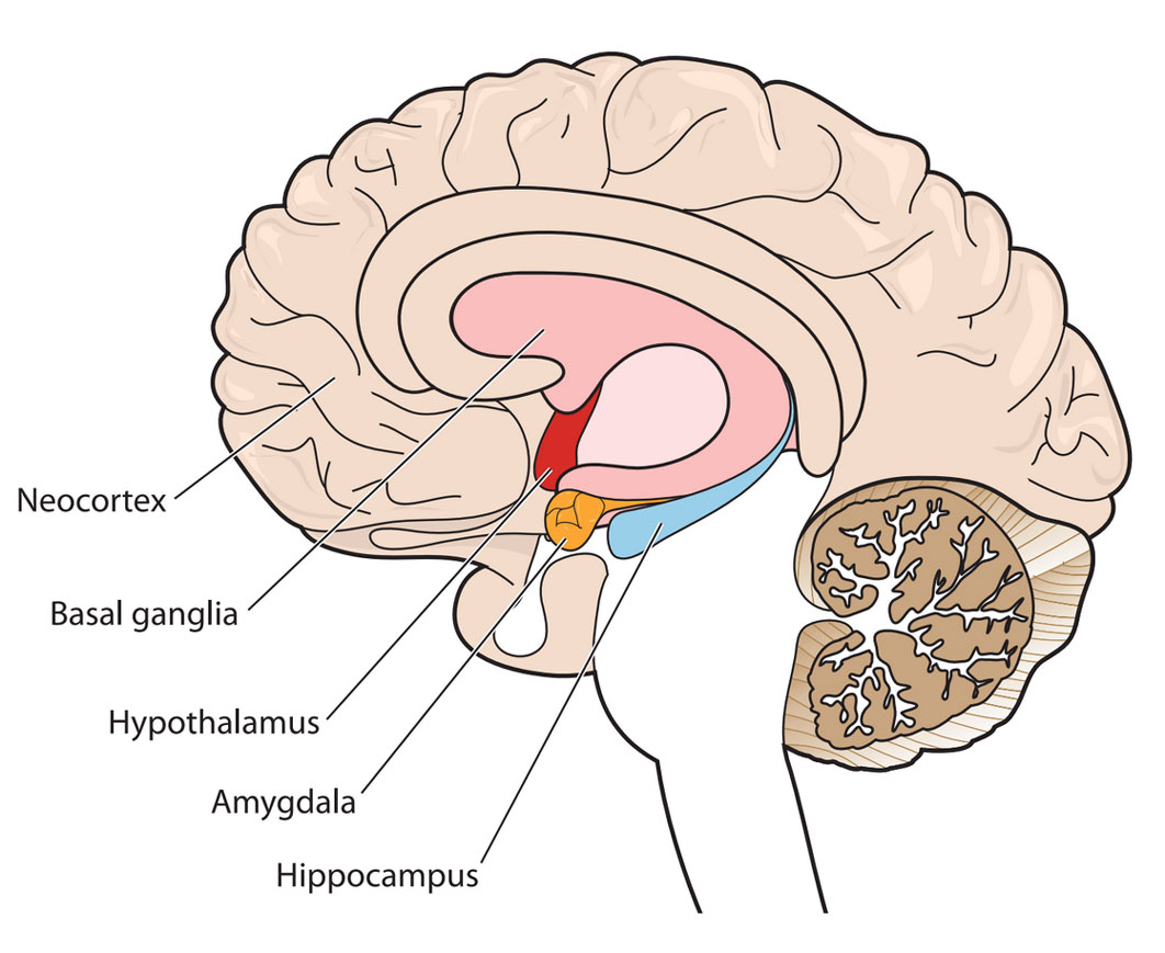 The neocortex is located at the front-most part of the brain. The basal ganglia are located at the  center of the brain. The hypothalamus is located below the basal ganglia and right above the  brain stem. The amygdala is located below the hypothalamus. The hippocampus is located  directly to the right of the amygdala.