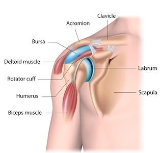 Anatomy of shoulder (from top): Clavicle, Acromion, Bursa, Deltoid Muscle, Rotator Cuff, Labrum, Humerus, Scapula, Biceps Muscle