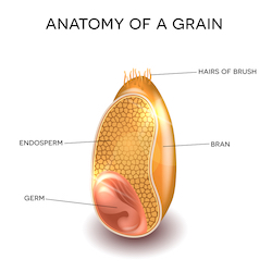 Anatomy of a grain Near top of grain: Hairs of brush, Outside of grain: Bran, Inside of grain: Endosperm, Inner circle: Germ 